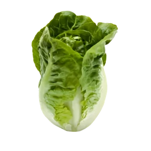 lechuga mini romana verde