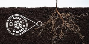 agricultura ecológica