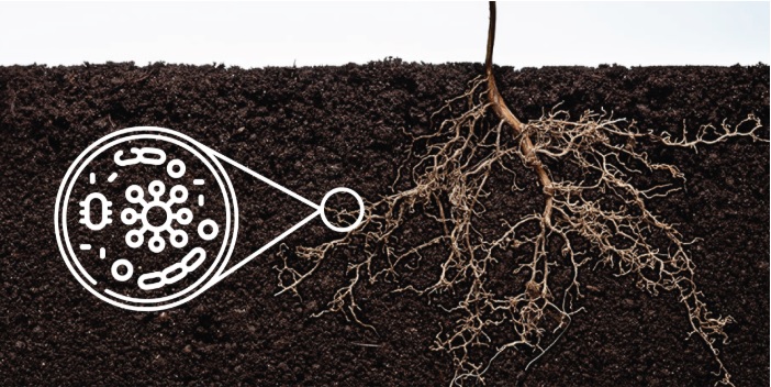 agricultura ecológica