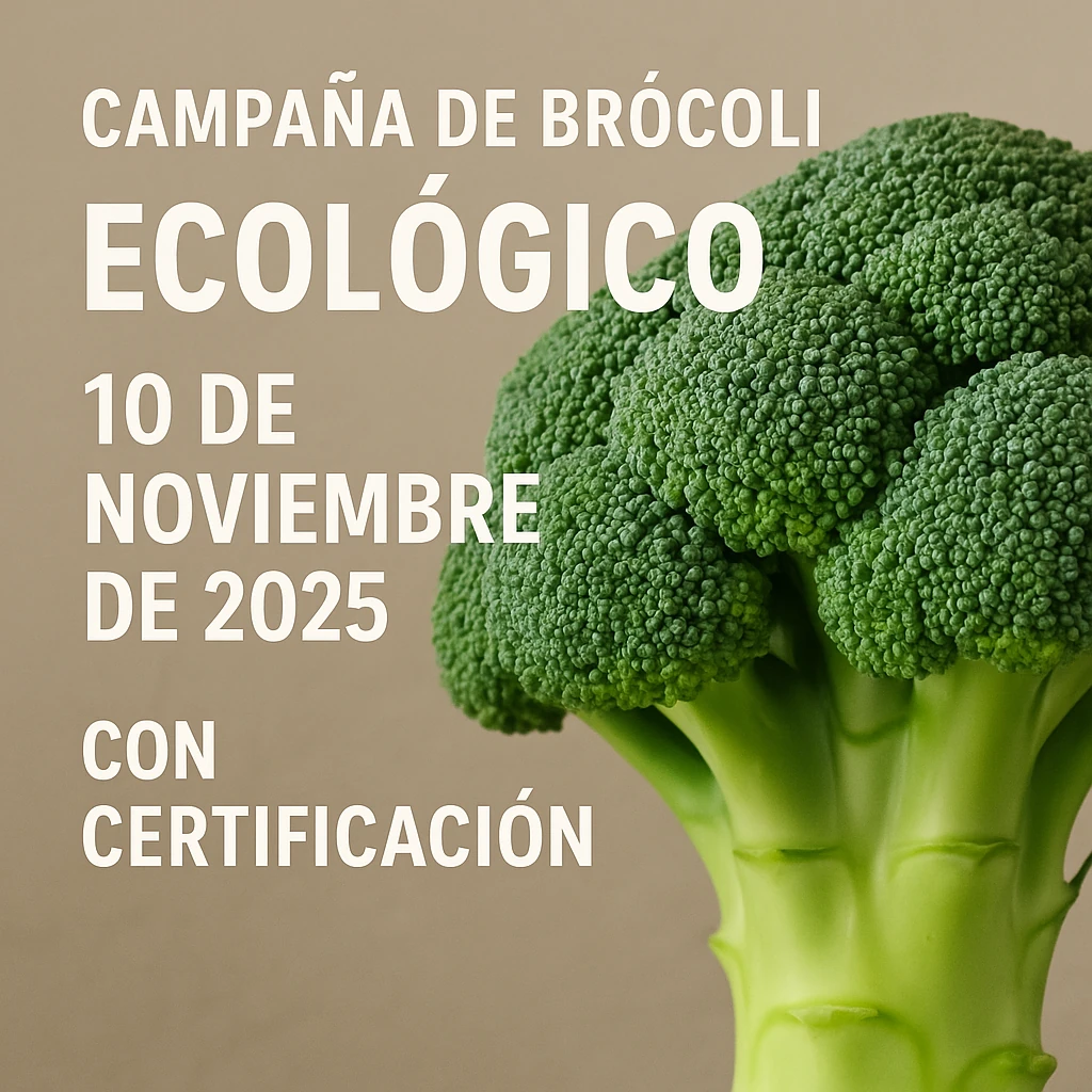 Arranca la campaña de brócoli ecológico Marvic