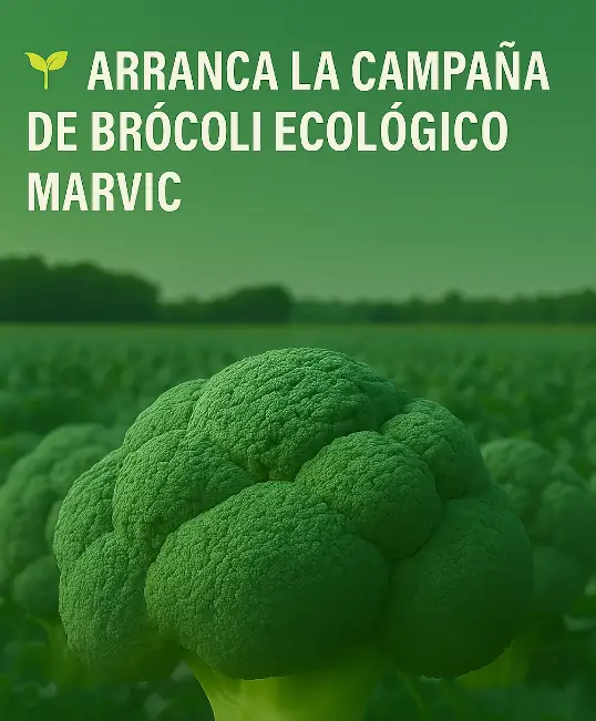Arranca la campaña de brócoli ecológico Marvic