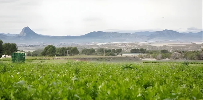 Esto no es solo un brócoli