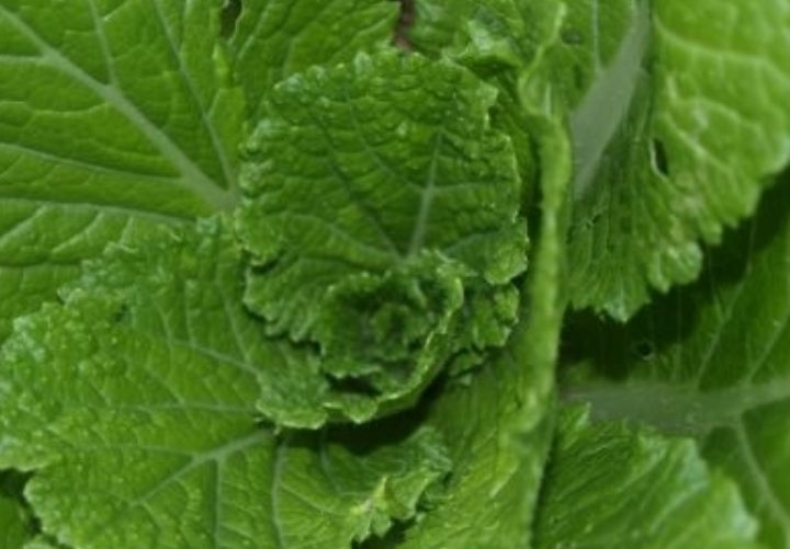 La col china ecológica: frescura, salud y producción responsable en Agrícola Marvic